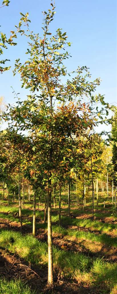 Quercus robur  20-25 SM
